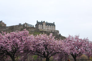 Edinburgh Castle and cherry blossoms in Edinbrugh
