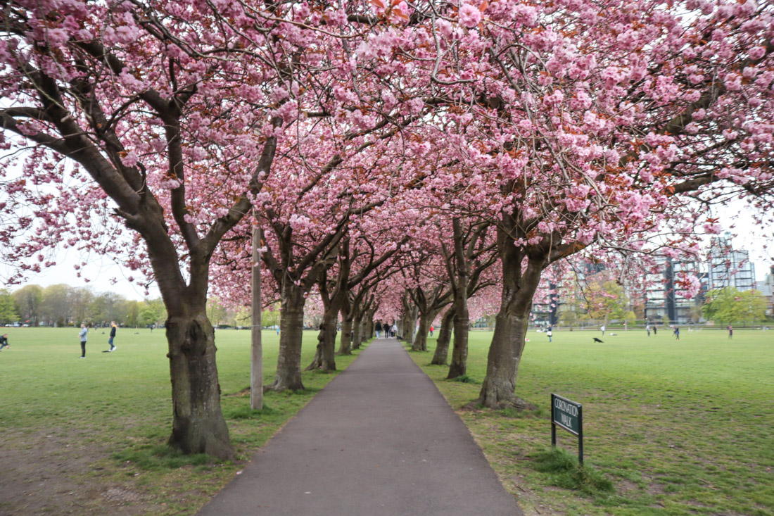 Cherry Blossom Tunnel at The Meadows in Edinburgh