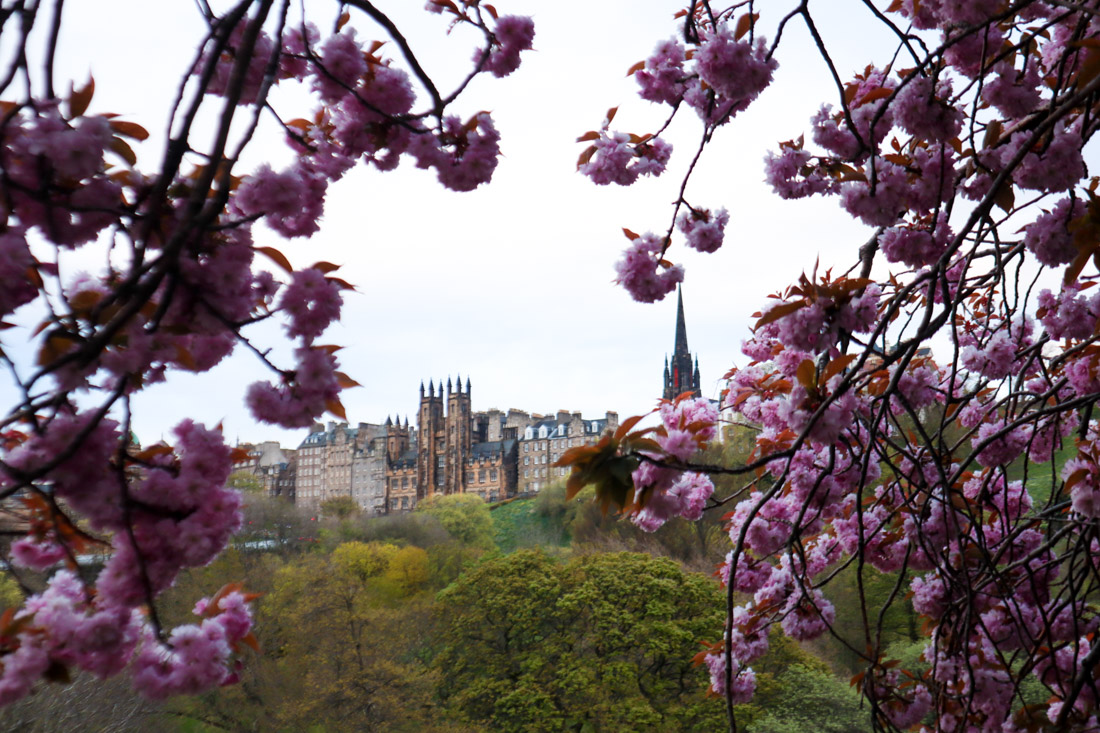 New College pointy buildings on The Mound framed by cherry blossoms in Edinburgh