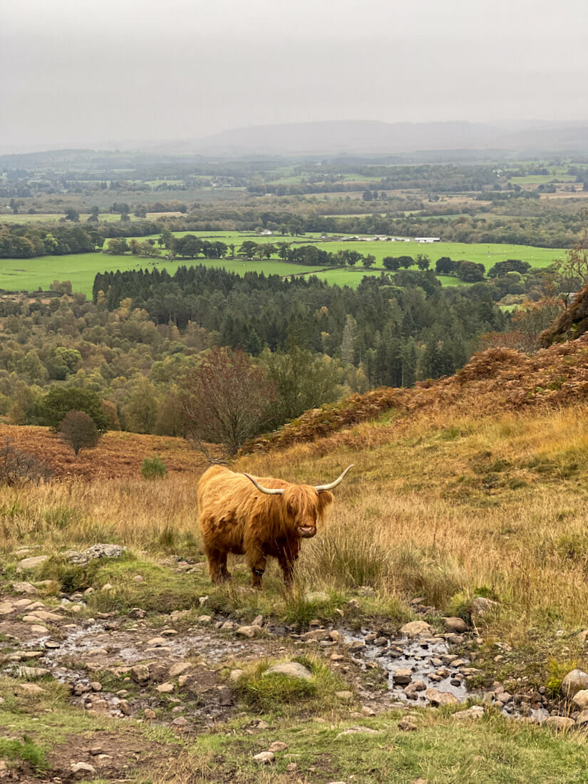 Conic-Hill-Balmaha-Loch-Lomond-Highland-Cows