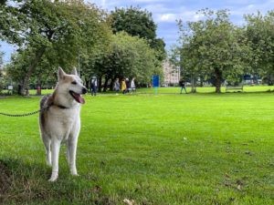 Green grass and trees at The Meadows in Edinburgh with husky German shepherd dog