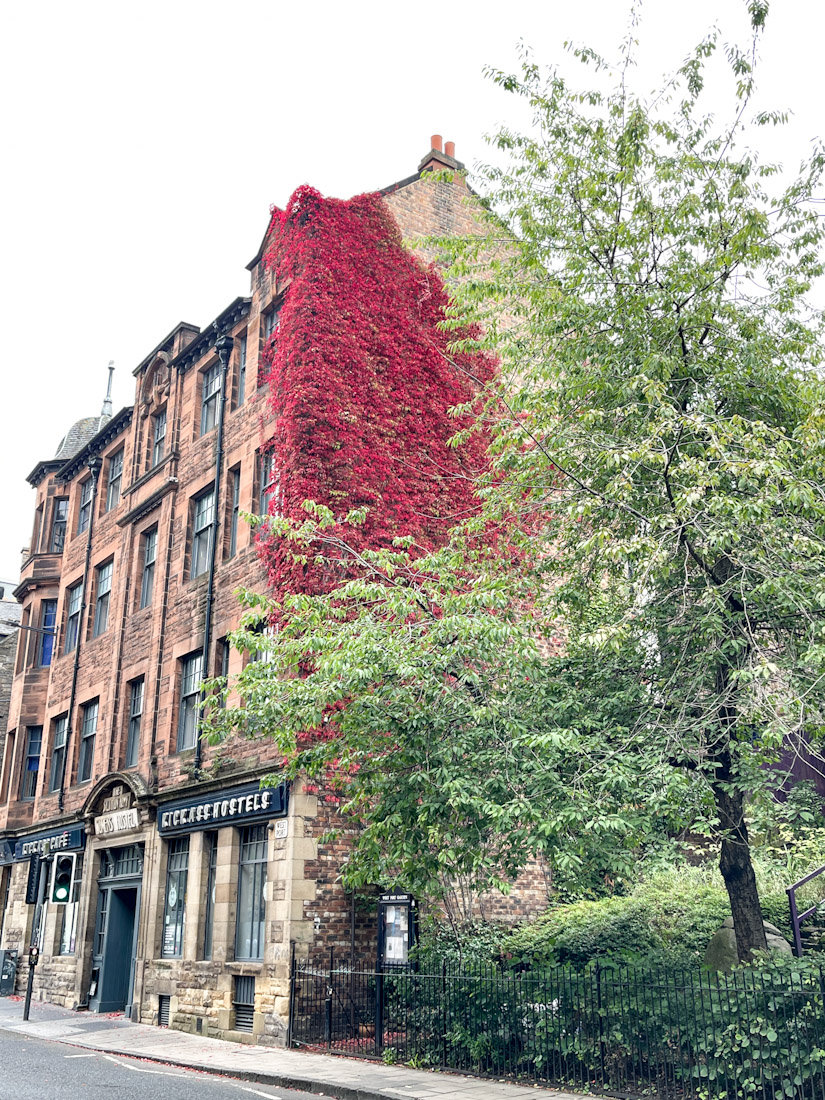 Red ivy Kick Ass Hostel Edinburgh autumn fall